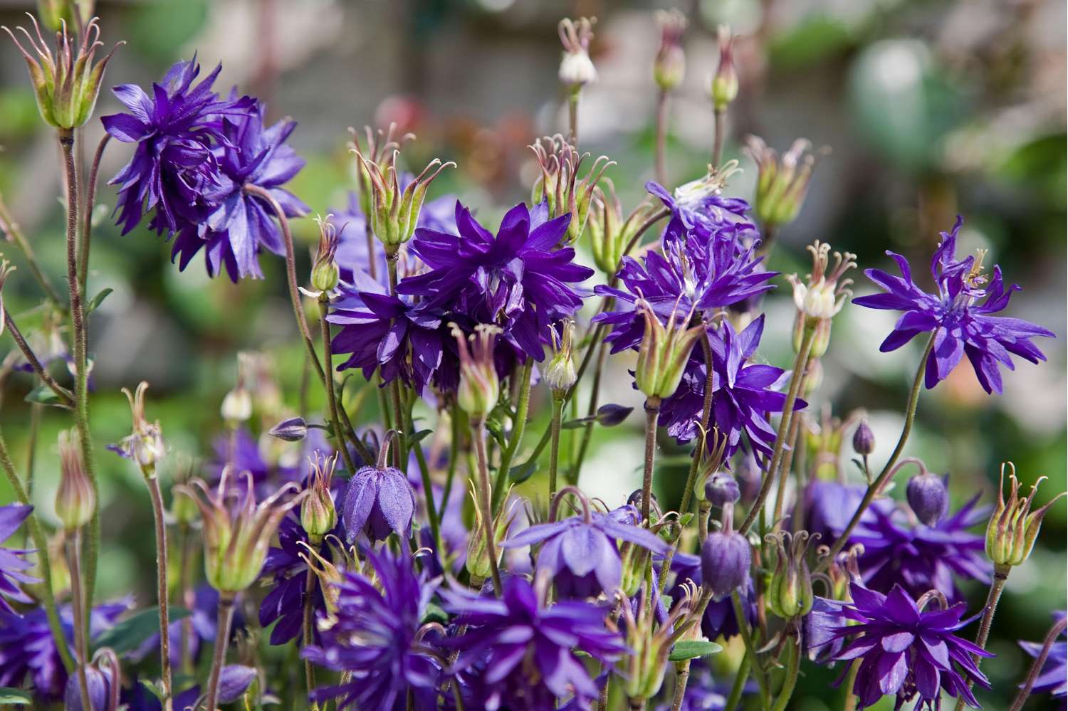 Akeleje 'Blue Barlow'